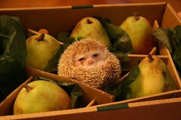 Der Igel in der Kiste mit Birnen ist verloren gegangen