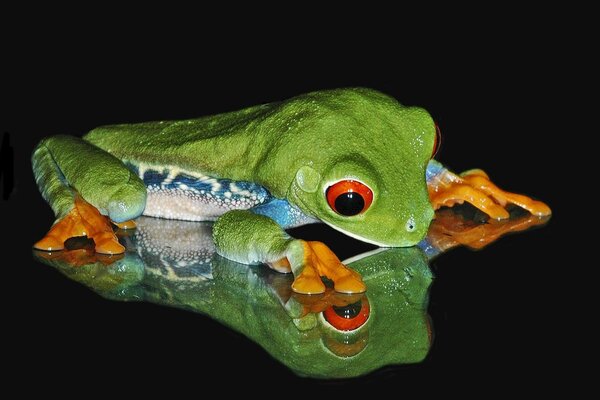 A bright green frog looks at its reflection