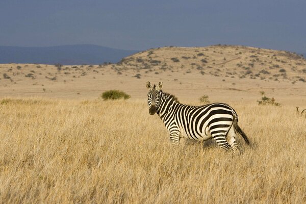 Zèbre solitaire sur fond de steppe et vallée