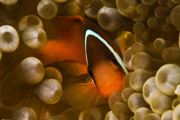 Una strana immagine con un pesce che ha uno sguardo triste