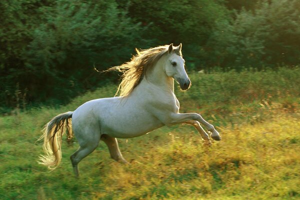 A white horse gallops in a meadow