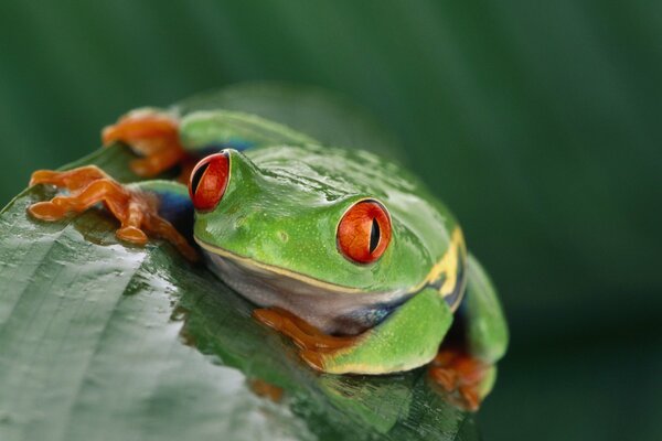 A green frog with red eyes sits on a leaf