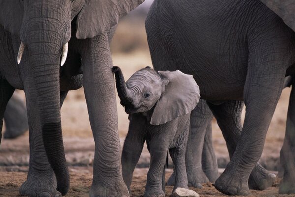 Baby elephant i mama Elephant