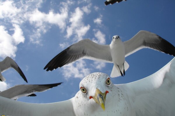 A flock of seagulls in flight in the sky