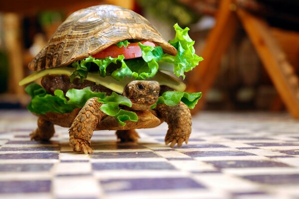 Fondos de pantalla humorísticos. Hamburguesa de tortuga