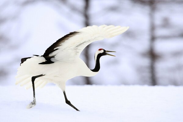 Gru bianca che corre sulla neve