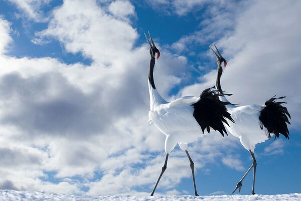 Birds with long legs and necks