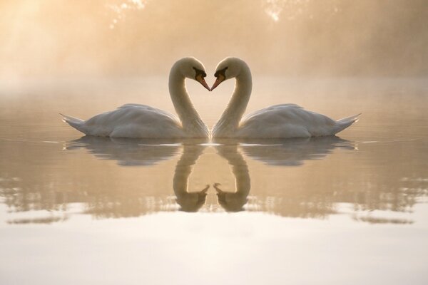 Couple de cygnes sur un lac brumeux