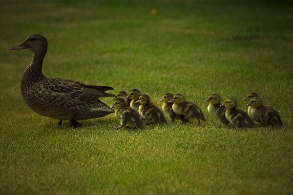 Ente mit Entenküken schreitet über das Gras