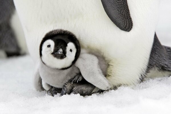 Pinguino-bambino sulla neve fredda