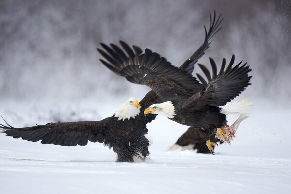 Lotta tra uccelli e aquile sulla neve