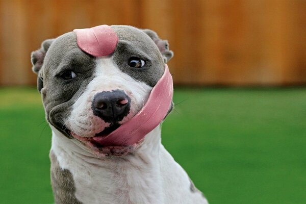 Funny bulldog dog with a long tongue around the muzzle