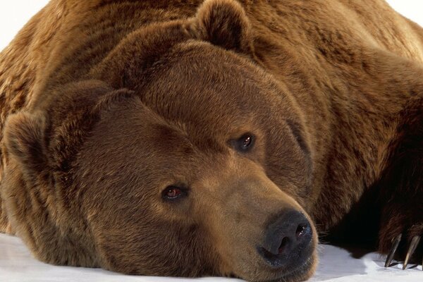 Un oso triste está mintiendo y pensando en algo