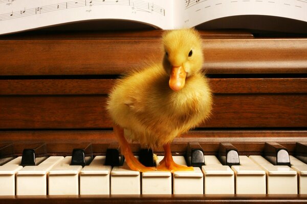 Red caneton assis sur les touches du piano