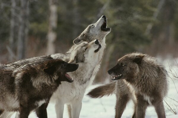 A pack of wolves howling in the forest