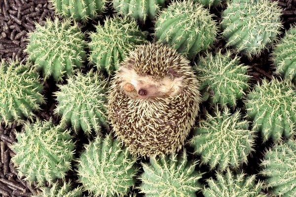 A small hedgehog among prickly cacti