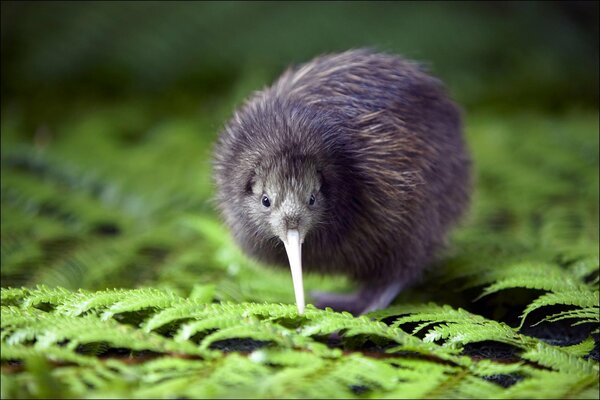 A small kiwi bird pecks a fern