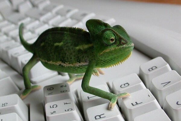 A green little chameleon sits on the keyboard