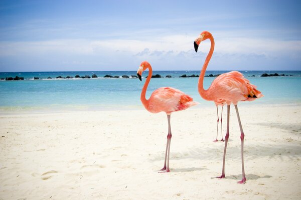 Deux flamants se promènent sur la plage