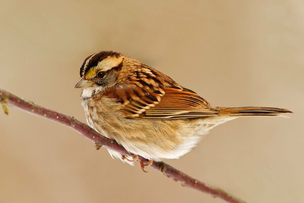 A small angry sparrow on a bare branch