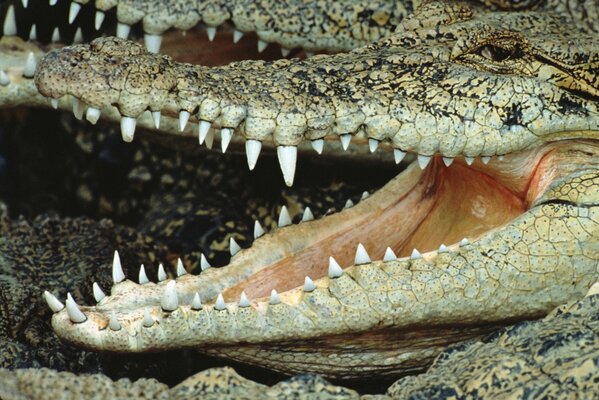 Krokodil, das seinen Mund mit scharfen Reißzähnen öffnet