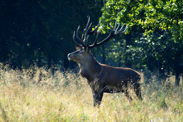 Ein Reh im Wald, der in die Ferne schaut