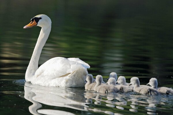 Cigno bianco con covata che galleggia sull acqua