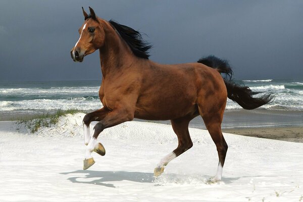 A horse galloping along the coastline