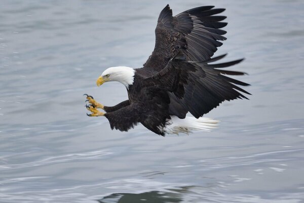 A picture of an eagle during a hunt