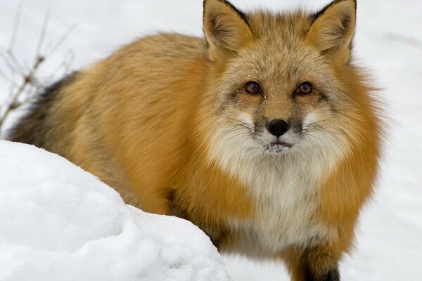 Pelziger Fuchs auf weißem Schnee