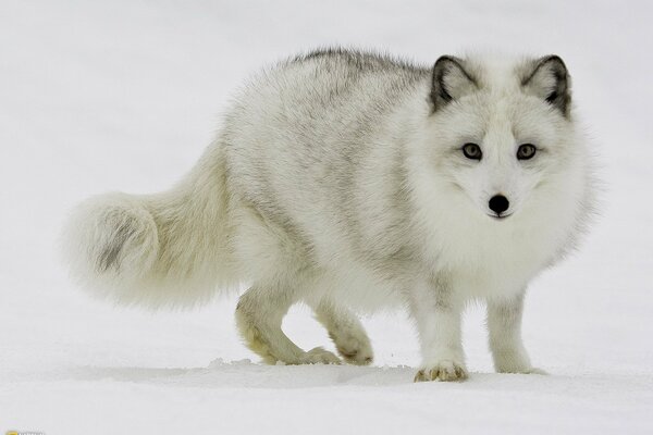 A beautiful, cute arctic fox walks on white snow