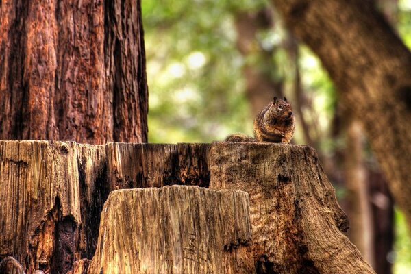 The forest life of a chipmunk