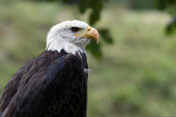 The eagle sits with a large beak