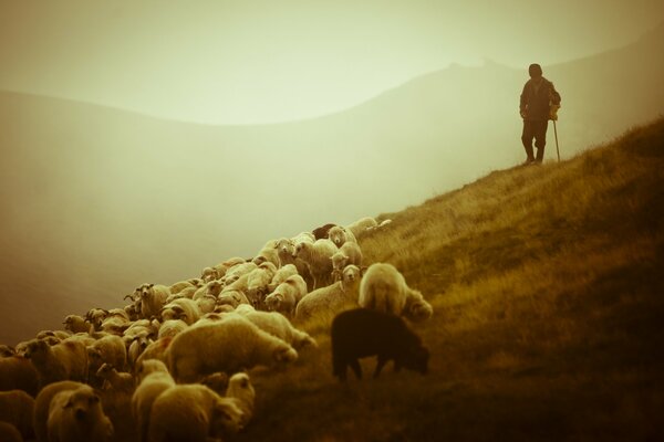 A shepherd herds a flock of sheep