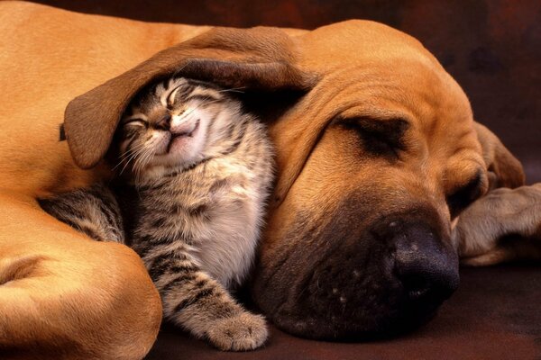 A big dog and a cat are lying together