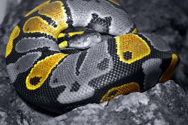 Grey snake on a stone