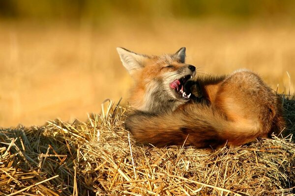 Le renard qui bâille repose sur la Seine