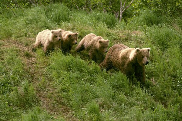 Cztery niedźwiedzie idą w trawie przez las