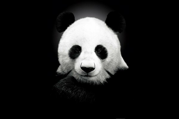 Beautiful bear, panda on a black background