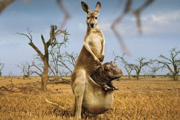 Das Nilpferd hat ein Känguru in seiner Tasche. Australien