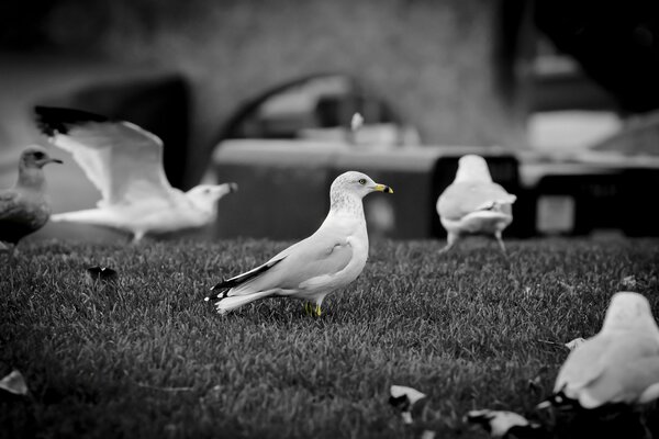 Mouette noire et blanche avec un bec jaune sur le sable