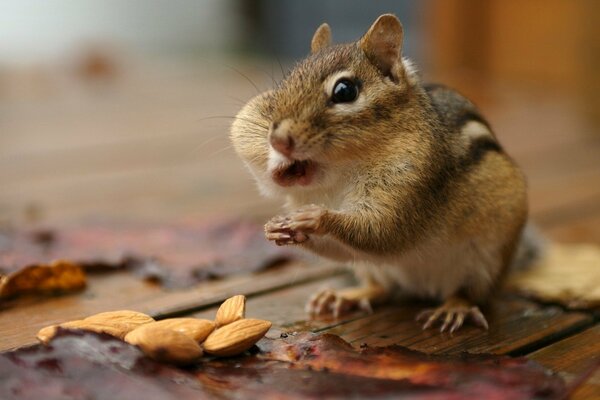 Hamster speichert Nüsse in die Wangen