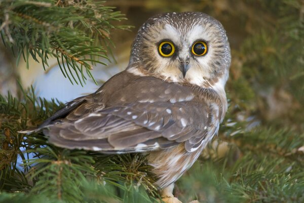 Hibou sur un pin avec de grands yeux