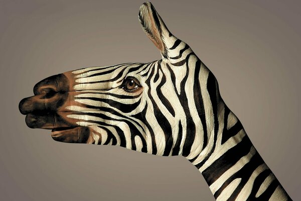 Zebra hand, white and black stripes