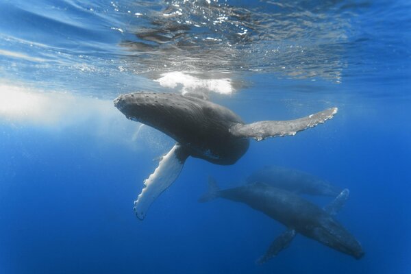 Whales in the depths of the blue ocean