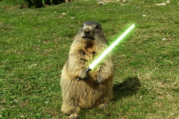 A groundhog with a sword on the green grass