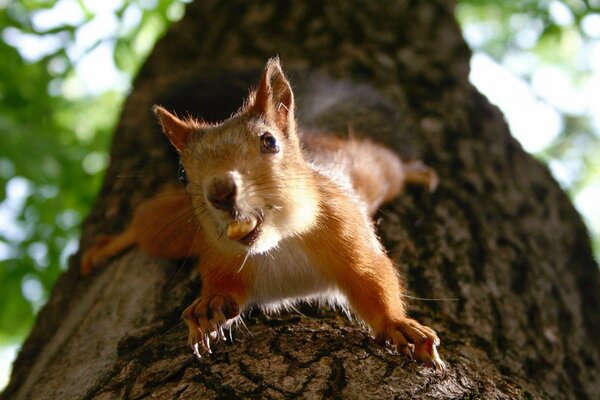 Squirrel with a nut close-up