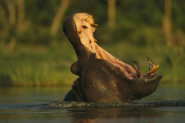 Bouche ouverte d un hippopotame dans la nature