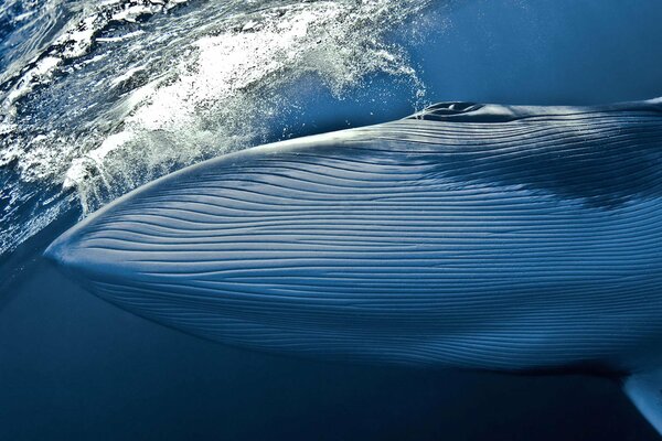 Una ballena libera un chorro de agua