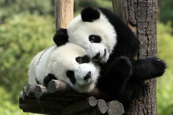 Lindos pandas descansando en un árbol